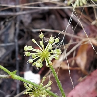 Hydrocotyle laxiflora (Stinking Pennywort) at Paddys River, ACT - 22 Mar 2023 by KumikoCallaway