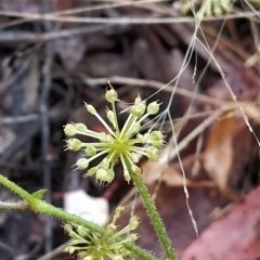 Hydrocotyle laxiflora (Stinking Pennywort) at Tidbinbilla Nature Reserve - 22 Mar 2023 by KumikoCallaway