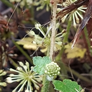 Hydrocotyle laxiflora at Paddys River, ACT - 22 Mar 2023