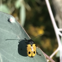 Cadmus (Cadmus) litigiosus (Leaf beetle) at Mount Taylor - 24 Jan 2023 by Kiwi