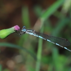 Austrolestes leda (Wandering Ringtail) at Wellington Point, QLD - 21 Mar 2023 by TimL