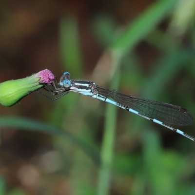 Unidentified Damselfly (Zygoptera) at Wellington Point, QLD - 21 Mar 2023 by TimL