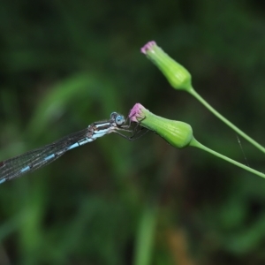 Austrolestes leda at Wellington Point, QLD - suppressed