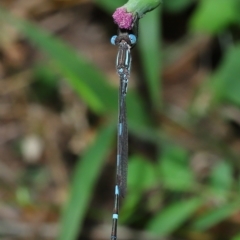 Austrolestes leda at Wellington Point, QLD - suppressed