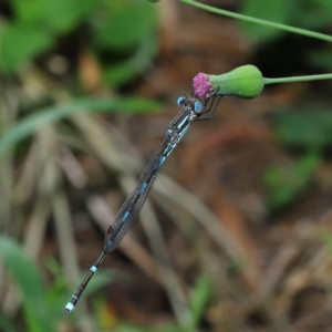 Austrolestes leda at Wellington Point, QLD - suppressed