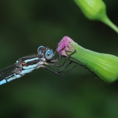 Austrolestes leda at Wellington Point, QLD - suppressed