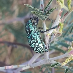 Chrysolopus spectabilis (Botany Bay Weevil) at Paddys River, ACT - 15 Mar 2023 by michaelb