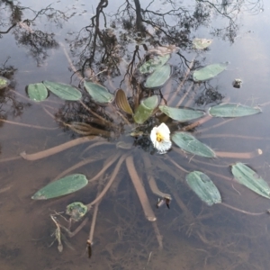 Ottelia ovalifolia at Hackett, ACT - 23 Mar 2023 07:09 AM