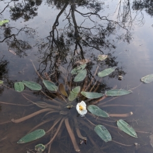 Ottelia ovalifolia at Hackett, ACT - 23 Mar 2023 07:09 AM