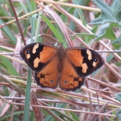 Heteronympha merope (Common Brown Butterfly) at Macgregor, ACT - 19 Jan 2023 by Christine