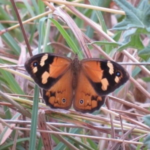 Heteronympha merope at Macgregor, ACT - 19 Jan 2023