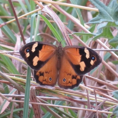 Heteronympha merope (Common Brown Butterfly) at Macgregor, ACT - 19 Jan 2023 by Christine