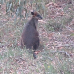 Wallabia bicolor (Swamp Wallaby) at Umbagong District Park - 19 Jan 2023 by Christine