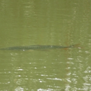 Cyprinus carpio at Fyshwick, ACT - 21 Jan 2023 03:44 PM