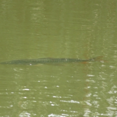 Cyprinus carpio (Common Carp) at Jerrabomberra Wetlands - 21 Jan 2023 by Christine