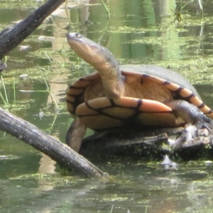 Chelodina longicollis at Fyshwick, ACT - 21 Jan 2023