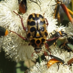Neorrhina punctata (Spotted flower chafer) at Rendezvous Creek, ACT - 24 Jan 2023 by Christine