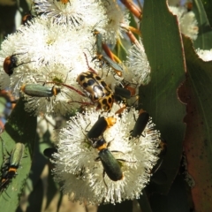 Neorrhina punctata at Rendezvous Creek, ACT - 25 Jan 2023