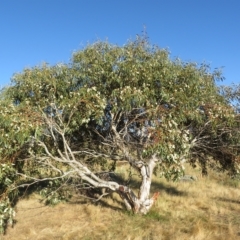 Eucalyptus pauciflora subsp. pauciflora (White Sally, Snow Gum) at Namadgi National Park - 24 Jan 2023 by Christine