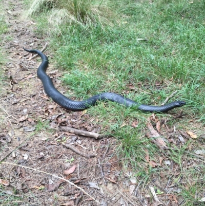 Pseudechis porphyriacus (Red-bellied Black Snake) at Colo Vale - 21 Feb 2023 by BLSHTwo