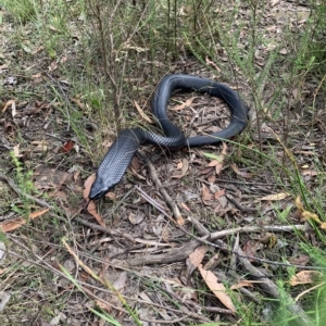 Pseudechis porphyriacus (Red-bellied Black Snake) at Medway, NSW by BLSHTwo