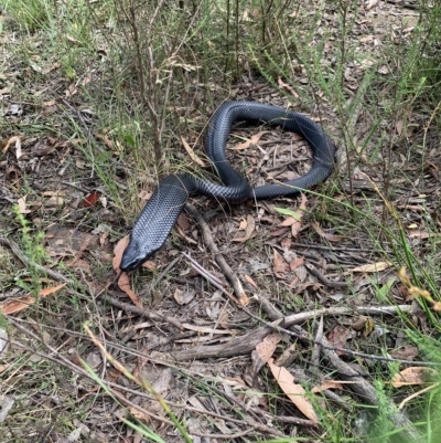 Pseudechis porphyriacus (Red-bellied Black Snake) at Wingecarribee Local Government Area - 23 Feb 2023 by BLSHTwo