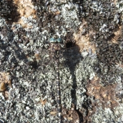 Austroaeschna parvistigma (Swamp Darner) at Rendezvous Creek, ACT - 24 Jan 2023 by Christine