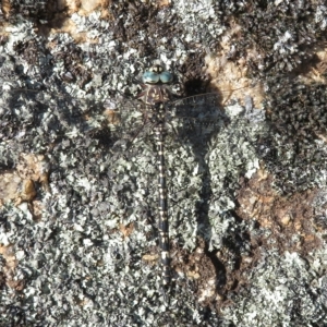 Austroaeschna parvistigma at Namadgi National Park - 25 Jan 2023