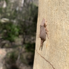 Ledrinae (subfamily) (A Flat-headed Leafhopper) at Wingecarribee Local Government Area - 8 Mar 2023 by BLSHTwo