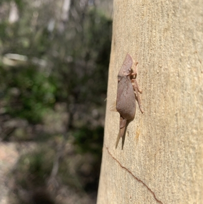 Ledrinae (subfamily) (A Flat-headed Leafhopper) at Mittagong - 8 Mar 2023 by BLSHTwo