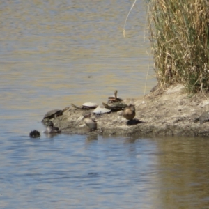 Chelodina longicollis at Wallaroo, NSW - 26 Jan 2023