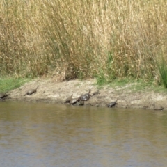 Chelodina longicollis at Wallaroo, NSW - 26 Jan 2023