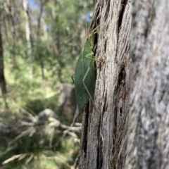 Torbia viridissima (Gum Leaf Katydid) at Mittagong - 8 Mar 2023 by BLSHTwo