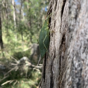 Torbia viridissima at Mittagong, NSW - 8 Mar 2023