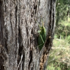 Torbia viridissima at Mittagong, NSW - 8 Mar 2023 12:41 PM