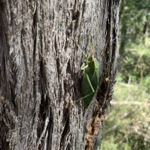 Torbia viridissima at Mittagong, NSW - 8 Mar 2023