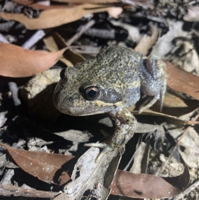 Limnodynastes dumerilii at Mittagong - 2 Feb 2023 by BLSHTwo