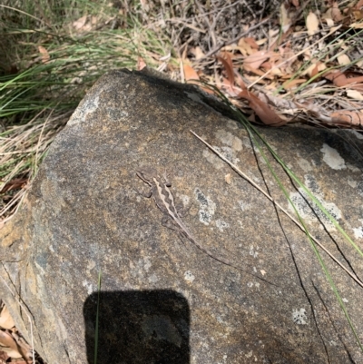 Rankinia diemensis (Mountain Dragon) at Mittagong, NSW - 2 Feb 2023 by BLSHTwo