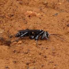 Turneromyia sp. (genus) (Zebra spider wasp) at Pialligo, ACT - 27 Jan 2023 by Christine