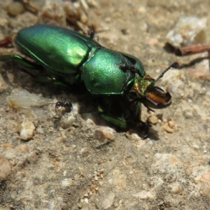 Lamprima aurata at Pialligo, ACT - 27 Jan 2023 01:40 PM