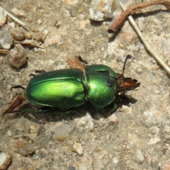 Lamprima aurata at Pialligo, ACT - 27 Jan 2023