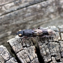 Megalyra sp. (genus) (Long-tailed wasp) at Cook, ACT - 21 Mar 2023 by CathB