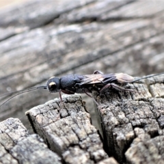 Megalyra sp. (genus) at Cook, ACT - 21 Mar 2023