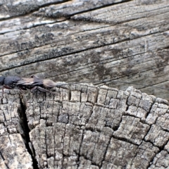 Megalyra sp. (genus) at Cook, ACT - 21 Mar 2023