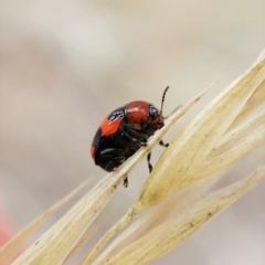 Ditropidus pulchellus at Cook, ACT - 21 Mar 2023