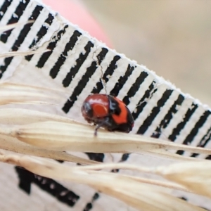 Ditropidus pulchellus at Cook, ACT - 21 Mar 2023