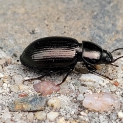 Adelium brevicorne (Bronzed field beetle) at Holt, ACT - 22 Mar 2023 by trevorpreston