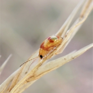 Monolepta sp. (genus) at Cook, ACT - 21 Mar 2023