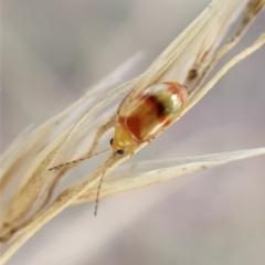 Monolepta sp. (genus) at Cook, ACT - 21 Mar 2023