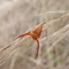 Arkys walckenaeri (Triangle spider) at Mount Painter - 19 Mar 2023 by CathB